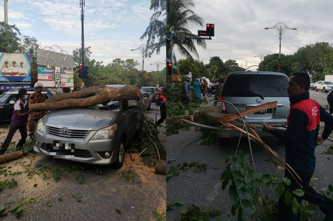 Pokok Hempap Kereta Kepala Imam Masjid Bukit Beruang Terselamat