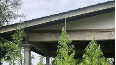 Mat Tarzan ditahan polis tanam pokok "buluh"?