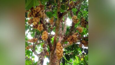 Lelaki ditemui maut tersangkut celah pokok dokong