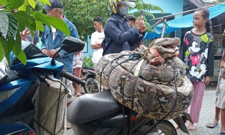 Ular sawa gergasi 8 meter kena lipat, gulung