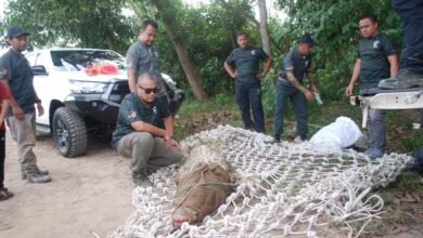 Seekor lagi buaya masuk perangkap di Sungai Malim