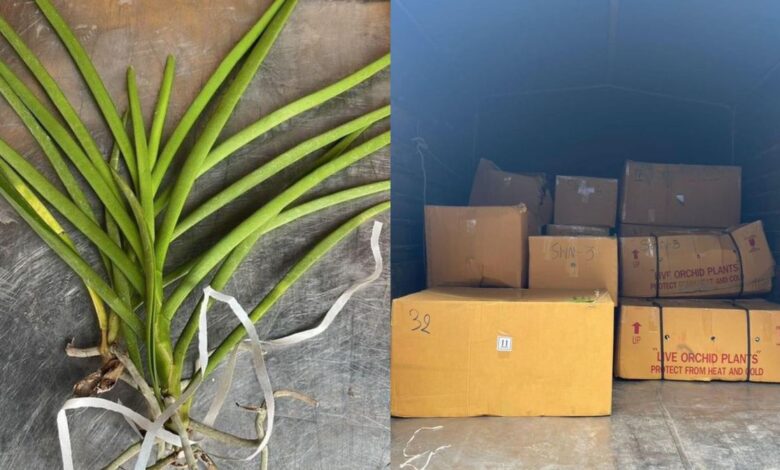 Tak sempat jual pokok orkid seludup RM2.1 juta