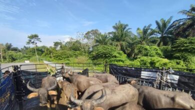 12 ekor kerbau kena ‘lelong’ di Masjid Tanah