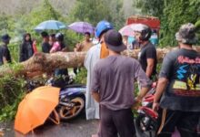 Pengawal keselamatan maut dihempap pokok tumbang