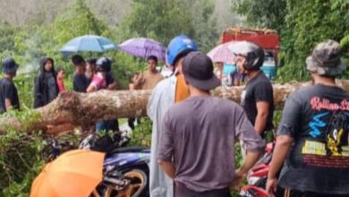 Pengawal keselamatan maut dihempap pokok tumbang