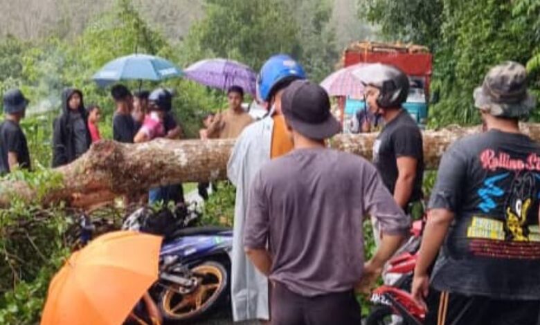 Pengawal keselamatan maut dihempap pokok tumbang