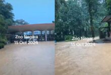 [VIDEO] Zoo Negara banjir lagi, kasihan haiwan