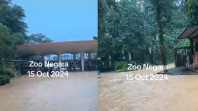 [VIDEO] Zoo Negara banjir lagi, kasihan haiwan