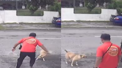 [VIDEO] Menari ke atau halau anjing?