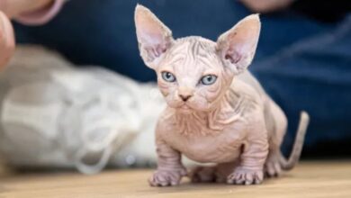 Orang ramai diminta tidak bela kucing bully