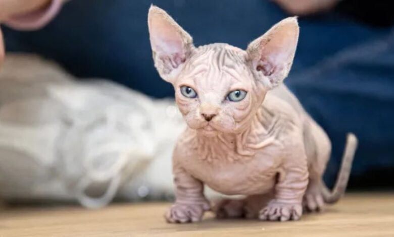 Orang ramai diminta tidak bela kucing bully