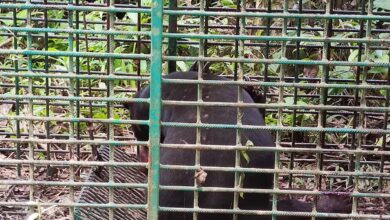 Beruang matahari ‘pembunuh’ cedera di muka, mulut, kaki