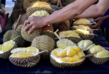 Pengurus syarikat rugi RM2.6 juta terperdaya AP durian musang king