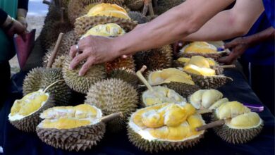 Pengurus syarikat rugi RM2.6 juta terperdaya AP durian musang king