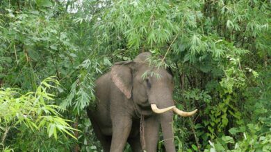 Lima kenderaan rosak diserang gajah liar di Gerik