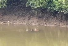 Jasad pekerja ladang masih dalam mulut buaya