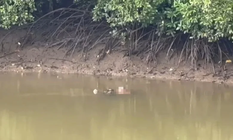 Jasad pekerja ladang masih dalam mulut buaya