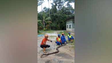 Ular sawa batik baham biawak tersepit pagar