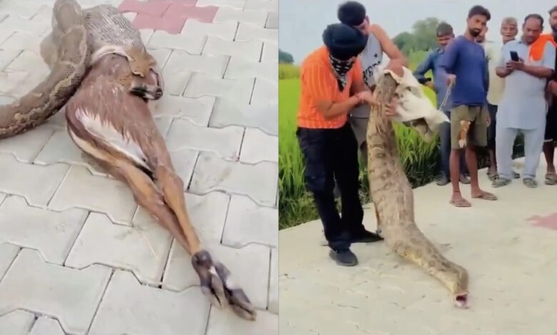 Penduduk paksa ular sawa muntahkan anak lembu