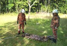 Bomba tangkap ular sawa 240kg kekenyangan baham 3 kambing