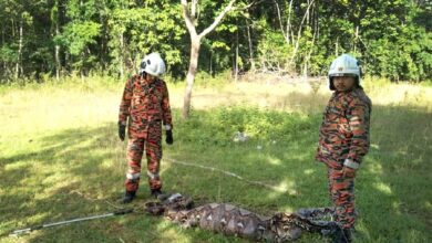 Bomba tangkap ular sawa 240kg kekenyangan baham 3 kambing