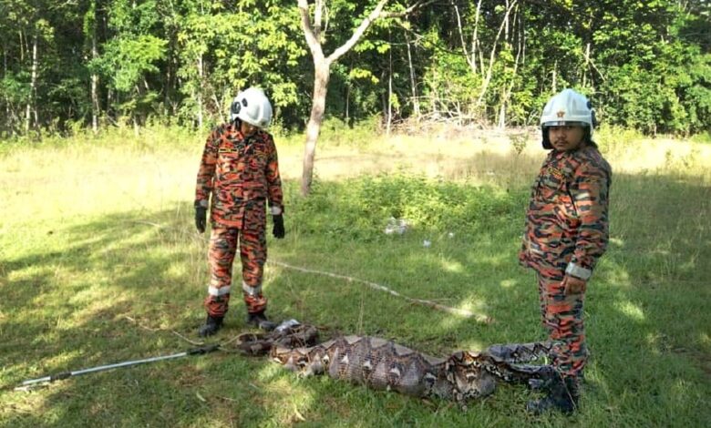 Bomba tangkap ular sawa 240kg kekenyangan baham 3 kambing