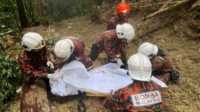 Lelaki Indonesia maut ditimpa pokok