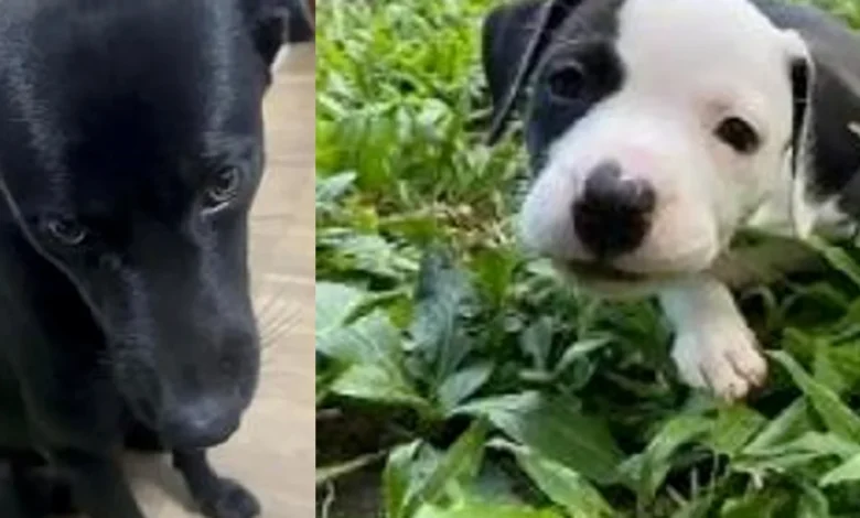 Lelaki sembelih, makan anjing peliharaan