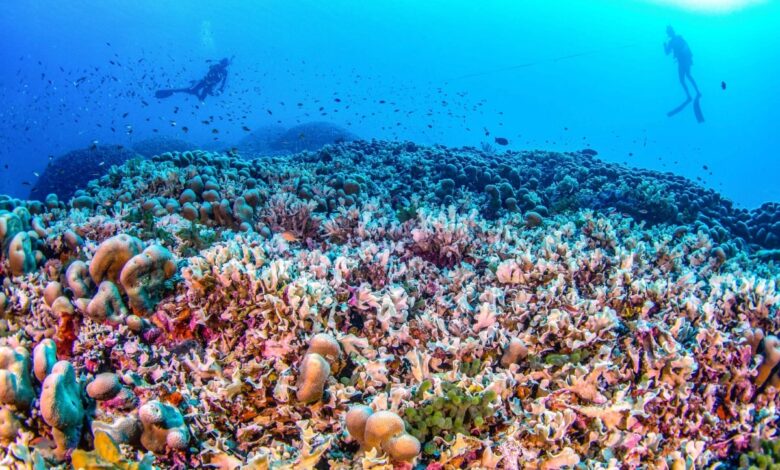 Batu karang terbesar di dunia dijumpai di Lautan Pasifik Barat Selatan