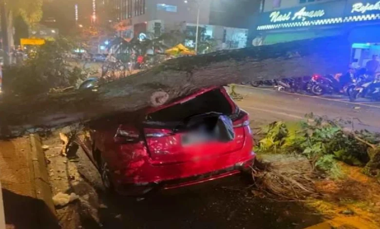 Pokok tumbang hempap kereta