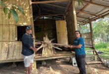 Penduduk Orang Asli menunjukkan kesan kemusnahan akibat gajah liar. FOTO Paya Linda Yahya