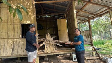 Penduduk Orang Asli menunjukkan kesan kemusnahan akibat gajah liar. FOTO Paya Linda Yahya