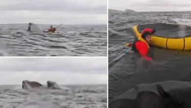 Lelaki berkayak ditelan paus 'humpback'