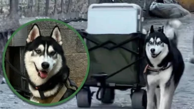 Si Husky bantu angkat bagasi