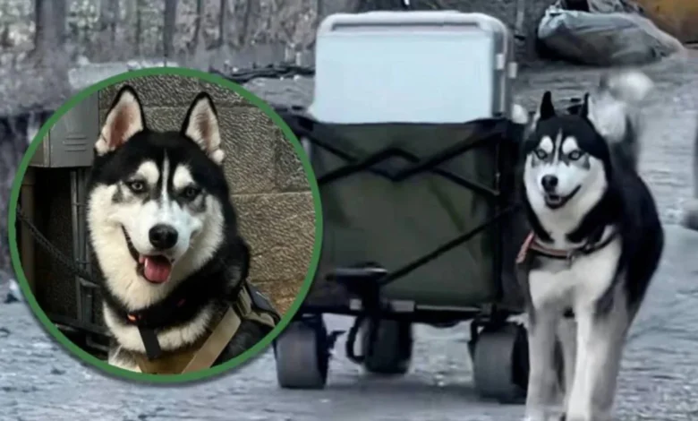 Si Husky bantu angkat bagasi
