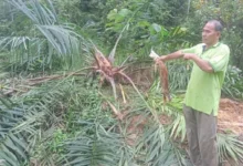 Pekebun kecil rugi besar, tanaman sawit dimusnahkan gajah