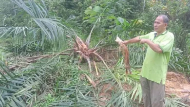 Pekebun kecil rugi besar, tanaman sawit dimusnahkan gajah