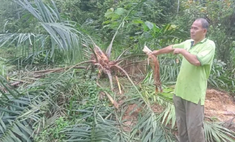Pekebun kecil rugi besar, tanaman sawit dimusnahkan gajah