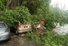 Empat kenderaan rosak dihempap pokok tumbang