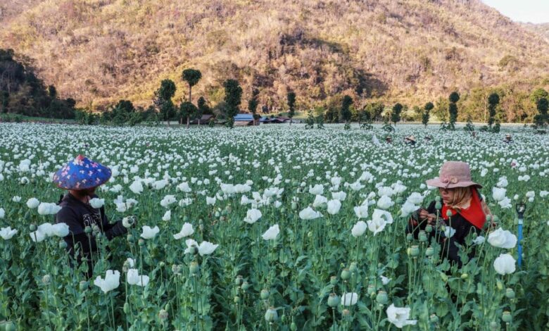 Myanmar kini pusat pengeluaran candu terbesar dunia