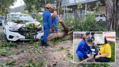 2 beranak cedera kereta dihempap pokok tumbang