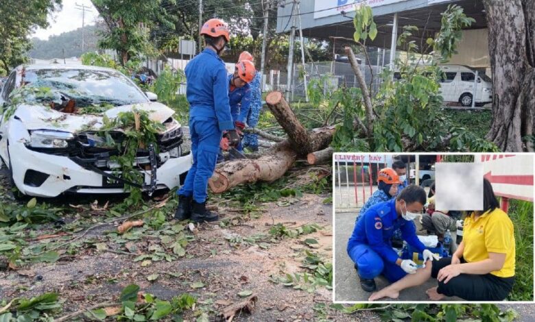 2 beranak cedera kereta dihempap pokok tumbang