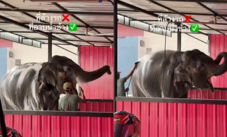 Kedai cuci kereta tawar khidmat mandikan gajah
