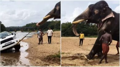 Gajah ‘kecil’ tarik SUV keluar dari dasar sungai