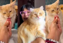 Kucing Nabila Huda Makan Wagyu A5