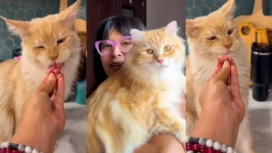 Kucing Nabila Huda Makan Wagyu A5