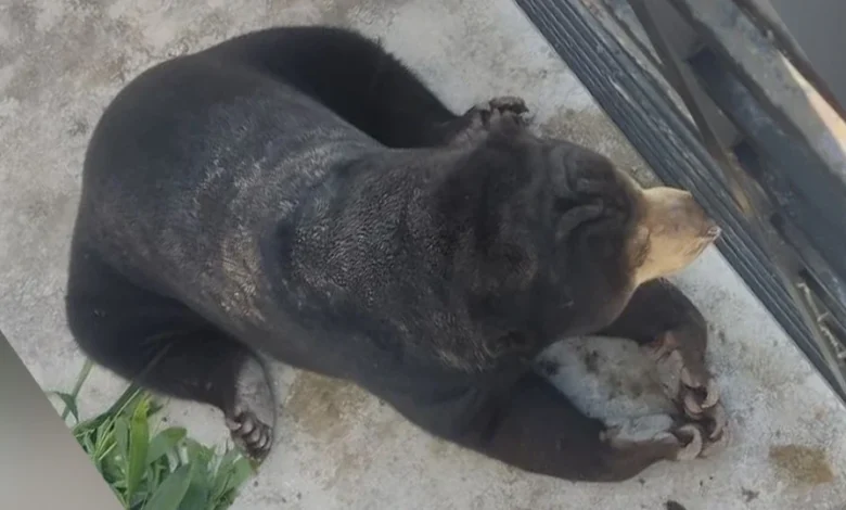 Beruang masuk rumah awal pagi, dipercayai cari makanan