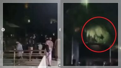 Kecoh hantu penanggal bertenggek di atas pokok