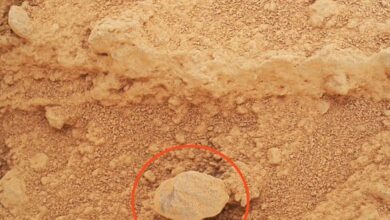 NASA kesan ‘cendawan’ tumbuh di Marikh