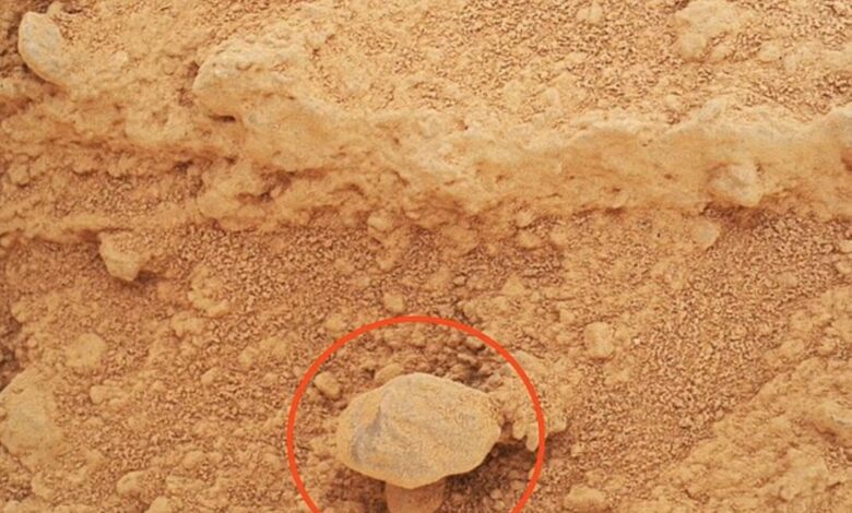 NASA kesan ‘cendawan’ tumbuh di Marikh